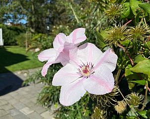 Zomeruitzicht over de groene omgeving van vakantiehuis NH043 in Groet, Noordzeekust, Noord-Holland.