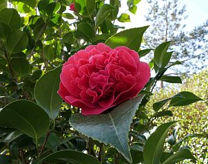 Brede zandstranden nabij vakantiehuis NH043 in Groet, Noordzeekust, Noord-Holland voor zonaanbidders.