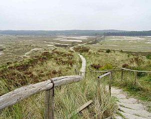 Schapen grazen in de duinen nabij vakantiehuis NH043 in Groet, Noordzeekust, Noord-Holland voor een landelijke sfeer.