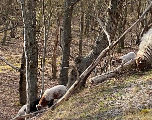 Comfortabele zithoek in NH141 vakantiehuis Groet Noordzeekust Noord-Holland