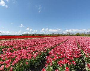 Prachtige tulpenvelden nabij Wildrijk 152 Sint Maartenszee vakantiehuis aan de Noordzeekust.