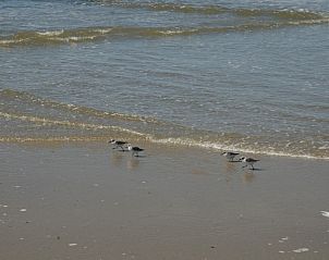 Strandzicht bij stacaravan De Zeemeeuw in Sint Maartenszee, Noord-Holland, met vogels langs de Noordzeekust.