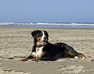 Verblijf 450640 - Vakantiewoning Noordzeekust - Duinland 181 Sint Maartenszee