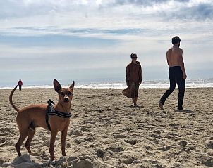 Unterkunft 450669 - Ferienhaus Noordzeekust - Duinland 190