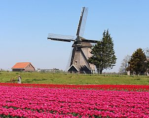 Unterkunft 450669 - Ferienhaus Noordzeekust - Duinland 190