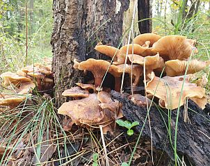 Guest house 451218 - Holiday property Noordzeekust - Vakantiehuis Sommerhaus Klein Wimmenum, N�he Strand und D�