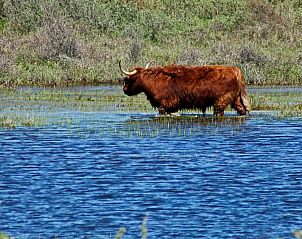 Guest house 451218 - Holiday property Noordzeekust - Vakantiehuis Sommerhaus Klein Wimmenum, N�he Strand und D�