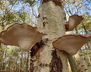 Guest house 451218 - Holiday property Noordzeekust - Vakantiehuis Sommerhaus Klein Wimmenum, N�he Strand und D�