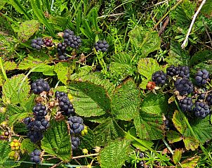 Guest house 451218 - Holiday property Noordzeekust - Vakantiehuis Sommerhaus Klein Wimmenum, N�he Strand und D�