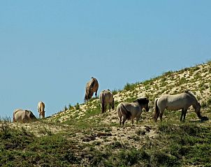 Guest house 451218 - Holiday property Noordzeekust - Vakantiehuis Sommerhaus Klein Wimmenum, N�he Strand und D�