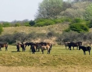 Guest house 451218 - Holiday property Noordzeekust - Vakantiehuis Sommerhaus Klein Wimmenum, N�he Strand und D�