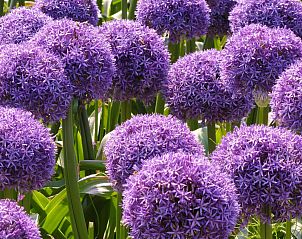 Guest house 451218 - Holiday property Noordzeekust - Vakantiehuis Sommerhaus Klein Wimmenum, N�he Strand und D�