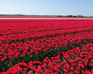 Unterkunft 451235 - Ferienhaus Noordzeekust - Huisje in Egmond aan den Hoef