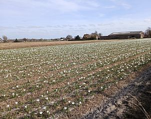Unterkunft 451260 - Ferienhaus Noordzeekust - NH642