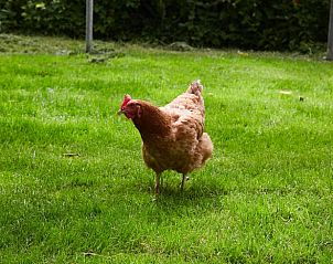 Guest house 451704 - Holiday property Noordzeekust - Vakantiehuis in schoorldam