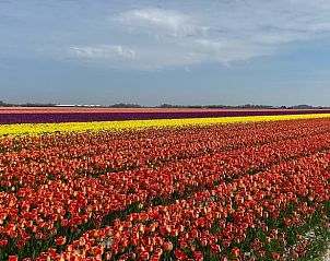 Kleurrijke tulpenvelden nabij Vakantiehuisje in Burgerbrug, Noordzeekust, Noord-Holland.