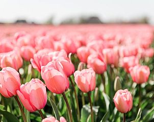 Prachtige tulpen in bloei bij Vakantiehuis in Burgerbrug, Noordzeekust, Noord-Holland.