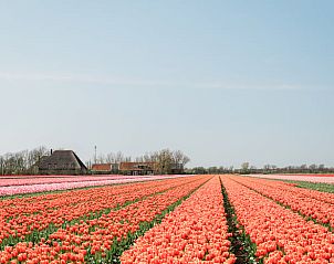 Uitgestrekte tulpenvelden rondom Vakantiehuis in Burgerbrug, Noordzeekust, Noord-Holland.
