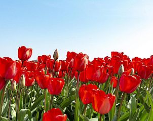 Unterkunft 452707 - Ferienhaus Noordzeekust - Sandepark 66