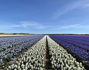 Unterkunft 452708 - Ferienhaus Noordzeekust - Duinroos Groote Keeten
