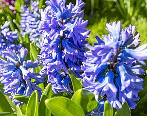 Guest house 452721 - Holiday property Noordzeekust - Sandepark 165