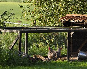 Kippenren in de tuin van Huisje in Schagerbrug, vakantiehuis aan de Noordzeekust.