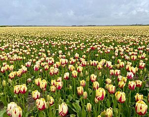 Verblijf 452938 - Vakantiewoning Noordzeekust - Dromen in de duinen - 51