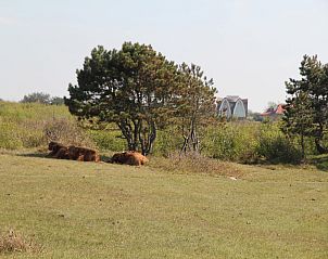 Verblijf 453082 - Vakantiewoning Noordzeekust - Bergens Roodborstje