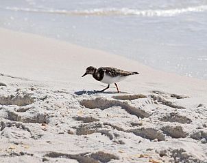 Guest house 453311 - Holiday property Noordzeekust - Vakantiehuis Strandhaus direkt am Meer