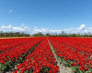 Guest house 453745 - Holiday property Noordzeekust - Strandhuis Uitwaayer