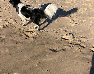 Guest house 454046 - Holiday property Noordzeekust - Vakantiehuis 