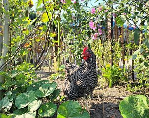 Guest house 454107 - Holiday property Noordzeekust - Vakantiehuis in Sint Maartensbrug