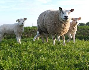 Guest house 454107 - Holiday property Noordzeekust - Vakantiehuis in Sint Maartensbrug