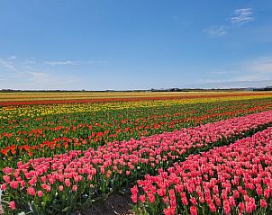 Unterkunft 454108 - Ferienhaus Noordzeekust - Huisje in Sint Maartensbrug