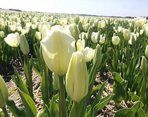Guest house 454123 - Holiday property Noordzeekust - Ruyghe Hoeck 4
