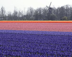 Unterkunft 456104 - Ferienhaus Noordzeekust - Vakantiehuisje in Vogelenzang