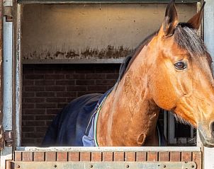 Unterkunft 456104 - Ferienhaus Noordzeekust - Vakantiehuisje in Vogelenzang
