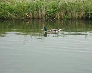 Verblijf 460109 - Vakantiewoning IJsselmeerkust - Vakantiehuis Auszeit direkt am Wasser