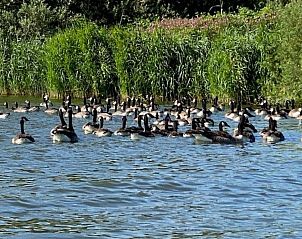 Verblijf 460123 - Appartement IJsselmeerkust - Appartement Chalet Welcome direkt am Wasser mit eigenem Stei