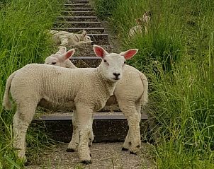 Schattige lammetjes in de buurt van Huisje in Andijk, vakantiehuis aan de IJsselmeerkust in Noord-Holland.