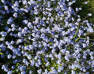 Bloeiende bloemenpracht rond Huisje in Andijk, vakantiehuis aan de IJsselmeerkust in Noord-Holland.