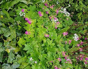 Groene oase rondom Huisje in Andijk, vakantiehuis aan de IJsselmeerkust in Noord-Holland.
