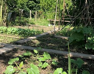 Groentetuin bij Vakantiehuis in Andijk, ideaal voor liefhebbers van natuur en zelfvoorziening.