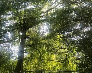 Zonlicht door de bomen bij Vakantiehuis in Andijk, een serene en rustgevende omgeving.