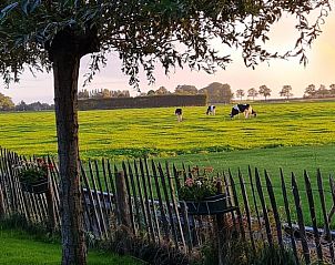 Landelijk uitzicht met grazende koeien bij Huisje in Wijdenes, vakantiehuis in Noord-Holland.