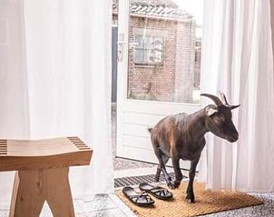 Levendige geit in Vakantiehuis in Hem, IJsselmeerkust, Noord-Holland die door de deur wandelt.