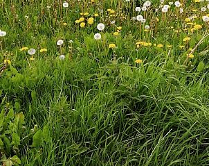Groen grasveld met paardenbloemen bij Vakantiehuis in Hem, IJsselmeerkust, Noord-Holland.