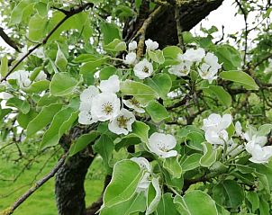 Unterkunft 460704 - Ferienhaus IJsselmeerkust - Huisje in Hem