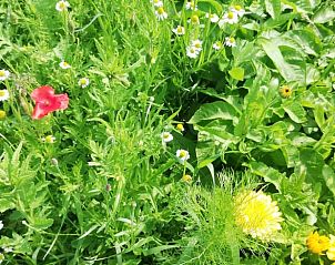 Unterkunft 460704 - Ferienhaus IJsselmeerkust - Huisje in Hem