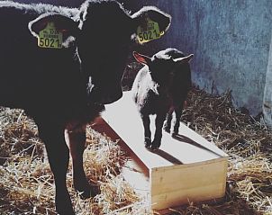 Unterkunft 460706 - Ferienhaus IJsselmeerkust - Huisje in Hem